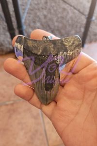 Megaladon Tooth Reimagined