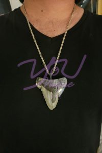 Megaladon Tooth Reimagined