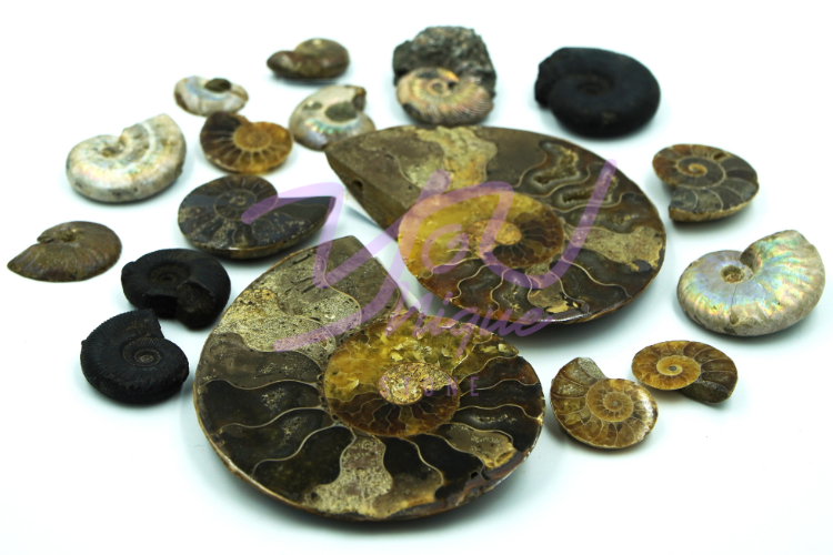 Ammonite Available