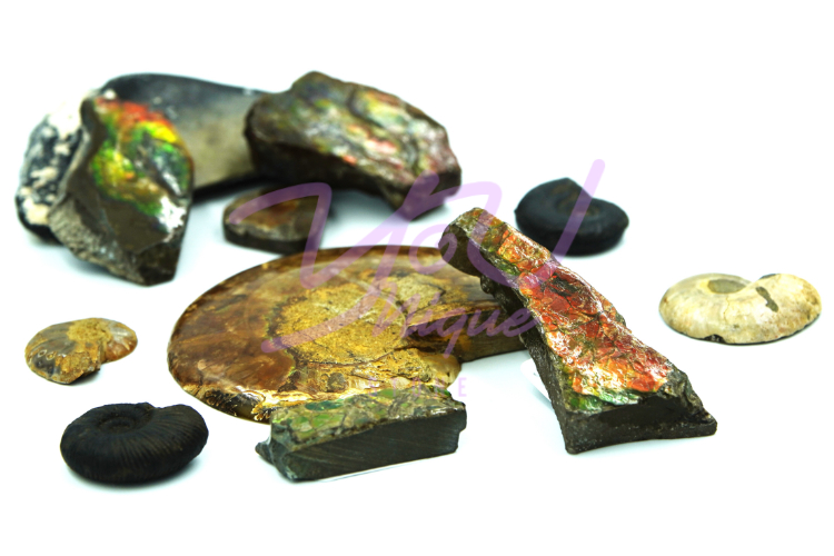 Ammelite Pieces