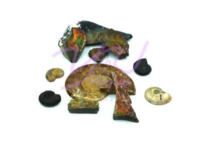 Ammelite for Jewelry