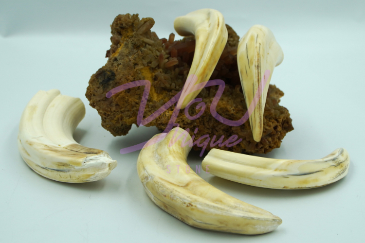Warthog Tusk Legal Ivory Available